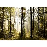 Runa Art Fototapete Wald Landschaft Sonne 352 x 250 cm Vlies Tapeten XXL Moderne Wandtapete Wohnzimmer Schlafzimmer Grün Braun 9010011a