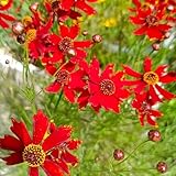 mädchenauge winterhart kletterpflanzen samen zierblumen blumendeko coreopsis samen steingartenpflanzen winterhart bio saatgut blumenbeet seltene pflanzen, wohnzimmer deko 100pcs