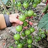 200 pcs Tomatensamen F1, WintergemüSe Saatgut Plants Bio Tomaten Samen Bonsai Dekopflanzen Saat Bio Aussaat Saatgut GemüSe Zimmerpflanze Urban Gardening Samen GemüSe Exotisch Topfpflanzen