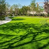 Rasensamen, Grassamen, Rasensamen Schnellkeimend Herbst, winterharte für garten balkon stauden winterhart mehrjährig 1000pcs