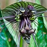 10 Stück lustige seltene schwarze Fledermaus Tacca Chantrieri Whiskers Blumensamen Gartenpflanzen für die Gartenbepflanzung