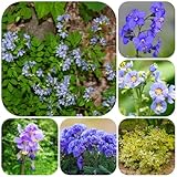 jakobsleiter samen, hochbeet samen, pflanzen für sonnige plätze polemonium caeruleum küchenkräuter balkonpflanzen steingartenpflanzen winterhart gartenblumen bodendecker 300pcs