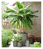 BALDUR Garten Winterharte Banane 'Ever Red®',1 Pflanze, mehrjährig - winterhart, pflegeleicht, für den Innen- und Außenbereich, große, grüne Blätter mit rötlichen Streifen, wächst schnell & kräftig