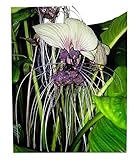 Weiße Fledermausblume 'White-Bat-Flower' - Tacca integrifolia *10 Samen* Teufelsblume