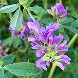 luzerne, gastgeschenk nachhaltige produkte schmetterlingswiese balkonpflanzen bodendecker 300samen