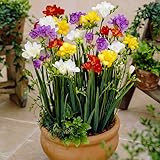 Freesien Blumenzwiebeln (50 knollen) Doppeltblüten-Kollektion, Mischung aus 5 Farben, Duftende Freesienzwiebeln aus Holland, Echte Pflanzen (kein Samen en nicht künstlich)