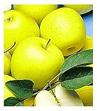 BALDUR Garten Säulen-Apfel 'Golden Delicious', 1 Pflanze, Apfelbaum, winterhart, platzsparende Säule für kleine Gärten, Balkone & Terrassen, Wasserbedarf gering, Malus domestica