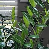 100 pcs glücksfeder kaufen samen - Zamioculcas zamiifolia - bienenweide saatgut, pflanzen garten glücksfeder zimmerpflanze plant pots indoor, sukkulenten echte pflanzen deko wohnzimmer,