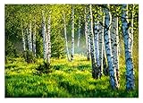 WallArena - Vlies Fototapete Birkenwald Wald Birken Sonne Natur 3D Effekt 368x254 cm - Fototapeten - Tapeten - für Wohnzimmer Schlafzimmer - Vliestapete Wandtapete Tapete 3D Effekt- inkl. Kleister