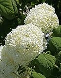 Hydrangea arborescens 'Strong Annabelle' ®- Ballhortensie weiß