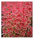 BALDUR Garten Berberitze Orange Sunrise, 1 Pflanze, Bienen- & schmetterlingsfreundlich, dekorative Pflanze, winterhart, pflegeleicht, blühend, Berberis thunbergii