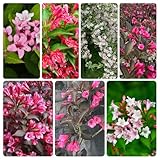weigelie pflanze winterhart samen - pflanzen für draußen winterharte blumen pflanzen balkon alte sorten saatgut bio saatgut bodendecker pflanzen winterhart blumen pflanzen für draußen 120pcs