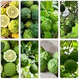 Limettenbaum zimmerbonsai bonsai pflanzensamen Limetten obstbaum obstsamen pflanzenkübel hochbeett pflanztopf steingartenpflanzen dachbegrünung exotische zimmerpflanzen balkonpflanzen 25samen