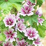 malve-samen bio gartenpflanzen nachhaltig wohnzimmer bienenweide garden blumendeko saatgut mehrjährig winterhart ausgefallene schattenpflanzen, zimmerpflanzen pflanzensamen 100pcs