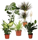 Pflanze Plus Pflanzen-Set | 5er-Set Luftreiniger | Monstera, Spathiphyllum, Drachenbaum, Dieffenbachia, Grünlilie | Ø 40–70 cm | Qualität vom Profi | Raumbegrünung