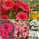 rhododendron winterhart gartenblumen für garten zierbaum - Seltene serie - hängepflanzen winterhart mehrjährig garten 8samen