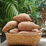 süßkartoffelsamen - hochbeete für garten, alte sorten bio 100pcs