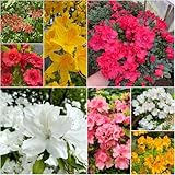 rhododendron - rhododendron gartenpflanzen zierbaum winterhart balkonpflanzen winterhart azalee für garten immergrüne 200samen