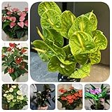 350 pcs Anthurium Samen, exotische zimmerpflanzen, luftreinigende zimmerpflanzen Anthurium Clarinervium - Flamingoblume - pflanzensamen zimmerpflanzen zimmerpflanzen groß gartensamen