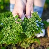 petersilie samen bio mehrjährig kräuter saatgut, balkon kräutergarten petersiliensamen seltene pflanzen, bio samen gemüse bodendecker gartenkräuter winterharte kübelpflanzen 200pcs