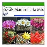 SAFLAX - Kakteen - Mammilaria Mischung - 40 Samen - Mit keimfreiem Anzuchtsubstrat - Mammilaria Mix