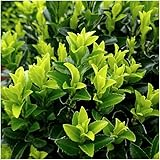 Euonymus 'Green Spire' - Japanischer Spindelstrauch - Ø7cm - ↨15cm - 6 Stück
