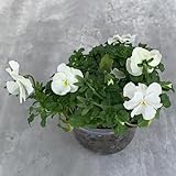 800 pcs Stiefmütterchen Samen - Viola tricolor Bonsai Samen Blumendeko Bienenfreundliche Blumensamen Stiefmütterchen Pflanzen Samen, Blumensamen Balkon, Winterharte Kübelpflanzen Blumendeko,