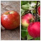 Duo-Apfelbaum mit den Sorten Elstar und Cox Orange 7,5 L auf M7