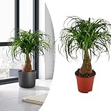 Happy Plants Becaurnea Elefantenfuß Pflanze I 70 cm x ⌀19 cm, exotische Zimmer-Pflanze, auch zur Luftreinigung, echte-Pflanze Indoor Grünpflanze grün, frisch aus unserer Gärtnerei