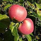 Himbeerapfel von Hobronsy alte Apfelsorte mit tollem Himbeeraroma Buschbaum 110-140 cm 10 Liter Topfballen M7