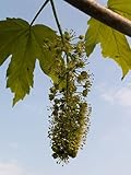 Berg-Ahorn (Acer pseudoplatanus) 50 Samen (Heimischer Baum - Winterhart)