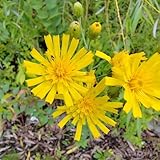 habichtskraut, hieracium umbellatum, herbstblumen winterhart, wildkräuter zimmerbonsai balkonpflanzen frühlingsblumen 25samen