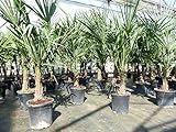 gruenwaren jakubik Trachycarpus fortunei 140 cm Palme Hanfpalme, winterhart bis -18°C