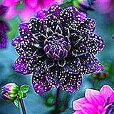 Dahlienzwiebeln, Dahlien Knollen,Winterhart,Winterhart MehrjäHrig, Stauden,Gartenpflanzen,Blumenzwiebeln,GroßE Blumen,Dahlien Knollen Winterhart-2zwiebeln-C