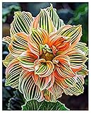 Dahlien Zwiebeln,Winterhart Mix Dahlienknollen,Dahlien Knollen Winterhart,Dahlien Knollen GroßBlumig,Dahlien Zwiebeln Winterhart,Winterhart MehrjäHrig-2knollen-b