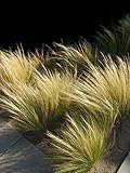 Mexikanischen Feder Gras Pony Tails Samen - Stipa tenuissima/zartes