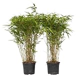 Plant in a Box - Fargesia nitida 'Gansu' - 2er-Set - dunkelvioletter Bambus - Topf 17cm - Höhe 50-70cm - nicht invasiv - Winterhart Immergrün