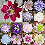 leberblümchen, hepatica balkon kräutergarten, zimmerpflanzen wildkräuter, balkon kräutergarten gartenpflanzen frühlingsblumen 125samen