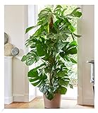 BALDUR Garten Monstera - Fensterblatt ca. 60-70 cm hoch, 1 Pflanze, Luftreinigende Zimmerpflanze Pflegeleichte Zimmerpflanze auch für dunklere Standorte, mehrjährig - frostfrei halten