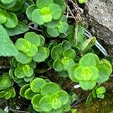 sedum winterhart - sukkulenten deko garten garden dachbegrünung dekopflanzen exotische 500samen
