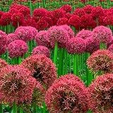 Zierblumen,Allium Zwiebeln, Winterhart pflanzen, Allium zwiebeln winterhart mehrjährig, Mehrjährige Blumenzwiebel, Zierlauch Zwiebeln Winterhart MehrjäHrig-8 Zwiebel-b