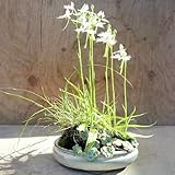 Habenaria radiata orchideen, mehrjährige alte sorten winterhart, indoor balkon 300samen