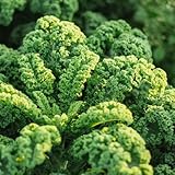 grünkohl - bio garten kräutersamen bonsai topf bio dekopflanzen wintergemüse winterfeste für balkon 1000samen