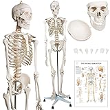 Jago® Menschliches Anatomie Skelett 181.5 cm - inkl. Schutzabdeckung, mit Ständer, Standfuss und Lehrgrafik Poster, Lebensgroß - Anatomisches Modell, Anatomie, Lernmodell, Lehrmittel