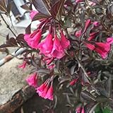 weigelie pflanze winterhart samen - pflanzen für draußen stauden winterhart mehrjährig balkon garten hochbeet balkon saatgut blumen exotische pflanzen samen wildblumensamen flowers 50pcs