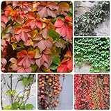 100 pcs kletterpflanzen samen mehrjährig kletterpflanze dekopflanzen Parthenocissus tricuspidata, rankpflanzen winterhart, gartenkräuter zimmerpflanzen pflanzen winterhart draußen,