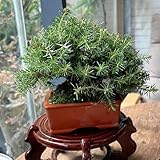 wacholdersamen bonsaibaum, wacholder immergrüne balkon zierbaum winterharte kübelpflanzen balkonpflanzen 100pcs