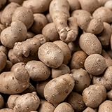 10 pcs yamswurzel samen - bio gemüsesamen, pflanzen samen indoor yamswurzel wild yam - Dioscorea opposita - kräuterbeet für die küche, pflanzensamen gemüsesamen bio, pflanzen garten