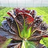 pflücksalat samen bio, gemüsebeet indoor garden kopfsalat alte gemüsesorten samen hochbet pflanzen für garten wildkräuter pflanzen samen indoor winterharte balkonpflanzen bonsai samen 250pcs