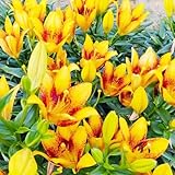 lilien - zimmerpflanze garten winterhart mehrjährig exotische winterharte lilien pflanzensamen pflanztopf gartenpflanzen winterhart 45samen